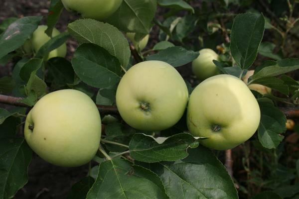 Pokok epal Lipat foto