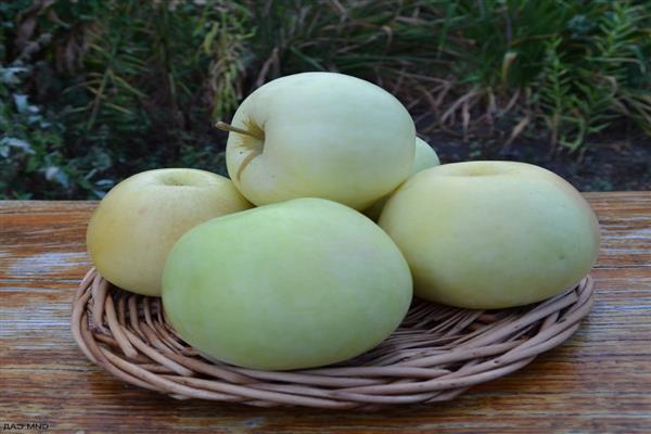 Apple tree birsk pear photo
