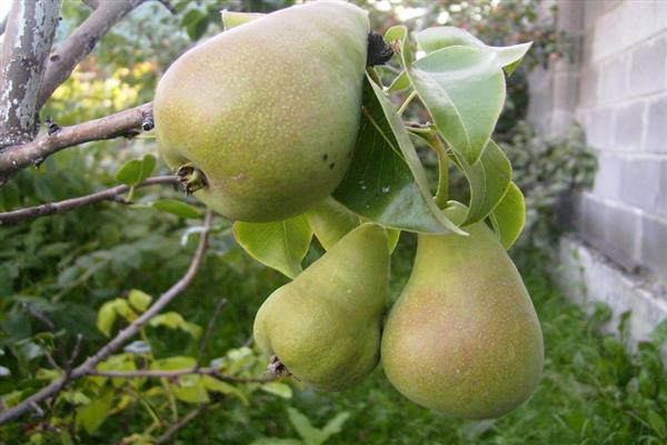Pear Lel bilde