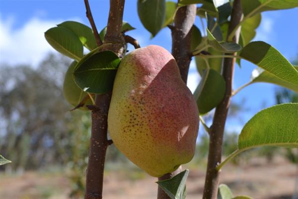Pear Nart -bilde