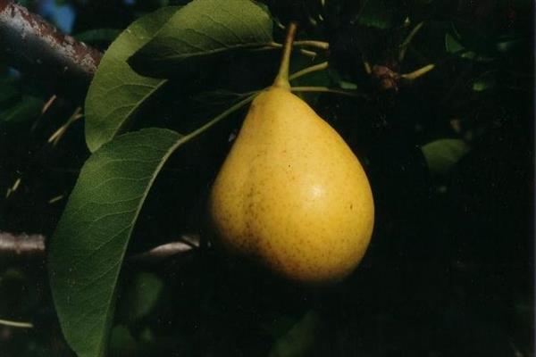 Pear Original photo