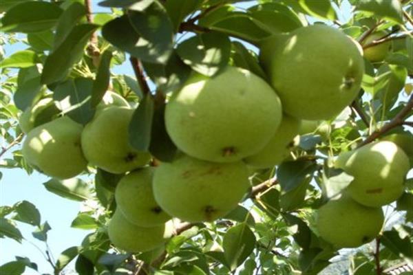 Pear Central Russian photo