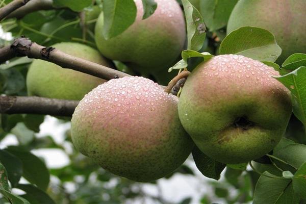 Pear Large-fruited Susova photo