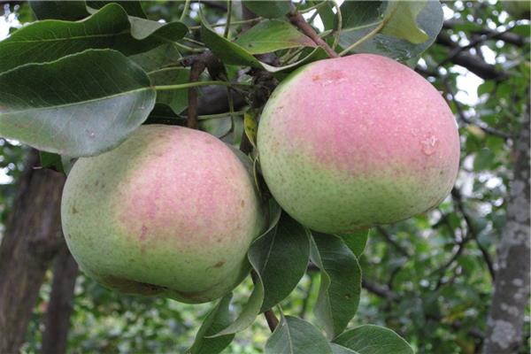 Pear Large-fruited Susova photo