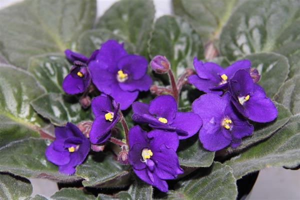 Violet lilla bilde