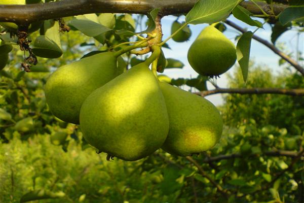 Pear Yeseninskaya bilde