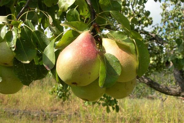 Foto di bellezza della foresta di pere