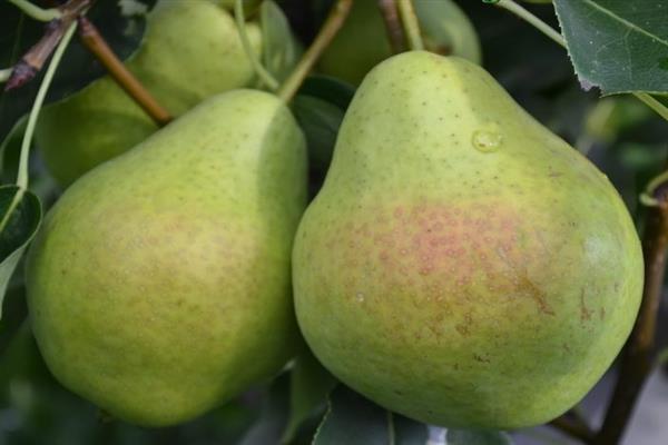 Pear Faithful -bilde