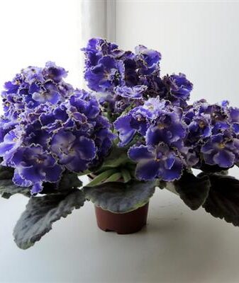 Violettes Yesenia-Foto
