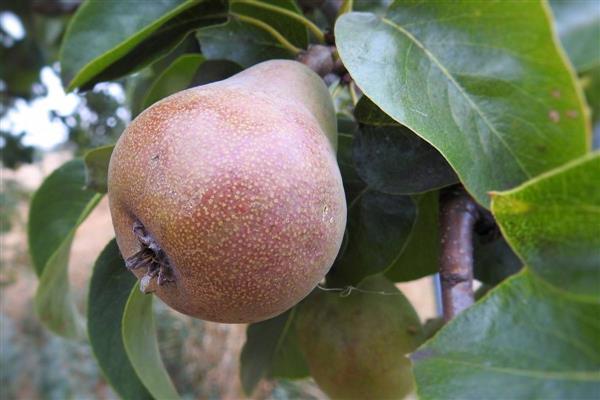 Pear Bryansk Beauty photo