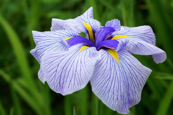 Japanese iris photo