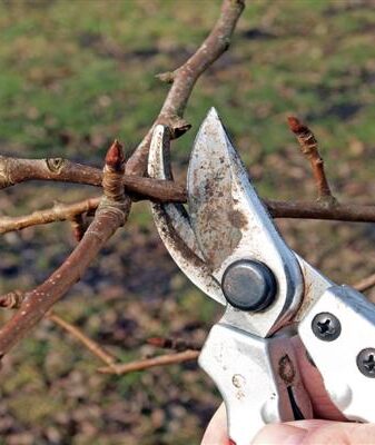 Pruning peras litrato